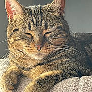 Minette a rejoint le concours — aidez-le/la à gagner de superbes lots ! cat, tabby, sleeping, feline, pet, fur, whiskers, closeup, paw, relaxed, indoor, cozy, cute, animal, mammal, soft, resting, domestic_cat, fluffy, sunlight