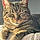 Minette