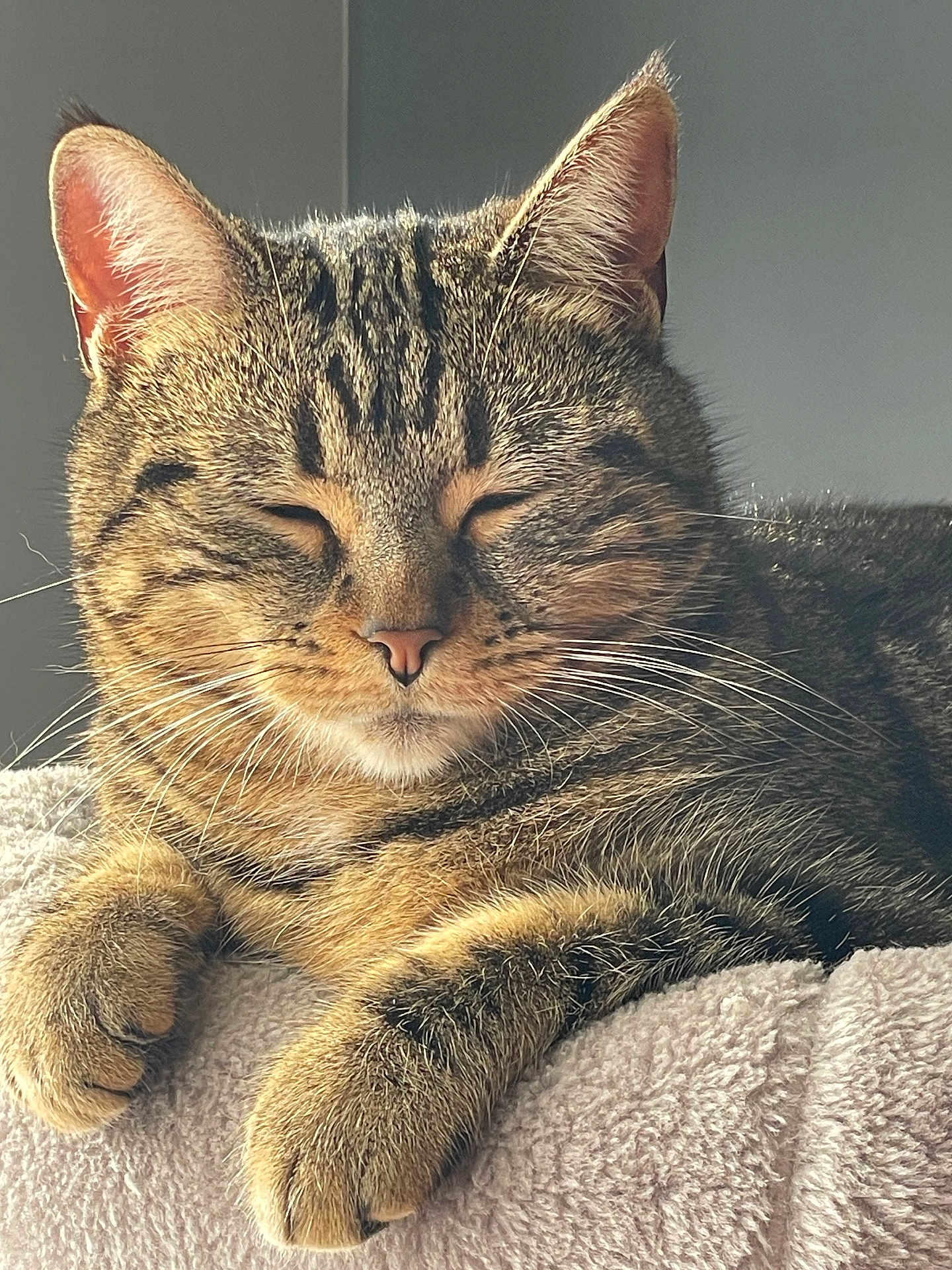 Minette