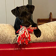 Moon participe au concours pour gagner de l'argent avec cette photo : puppy, dog, black_dog, toy, rope_toy, couch, red_couch, cushion, beige_cushion, indoor, pet, playing, chewing, cute, young_dog, furniture, home, animal, mammal, domestic_animal