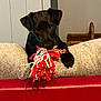 puppy, dog, black_dog, toy, rope_toy, couch, red_couch, cushion, beige_cushion, indoor, pet, playing, chewing, cute, young_dog, furniture, home, animal, mammal, domestic_animal
