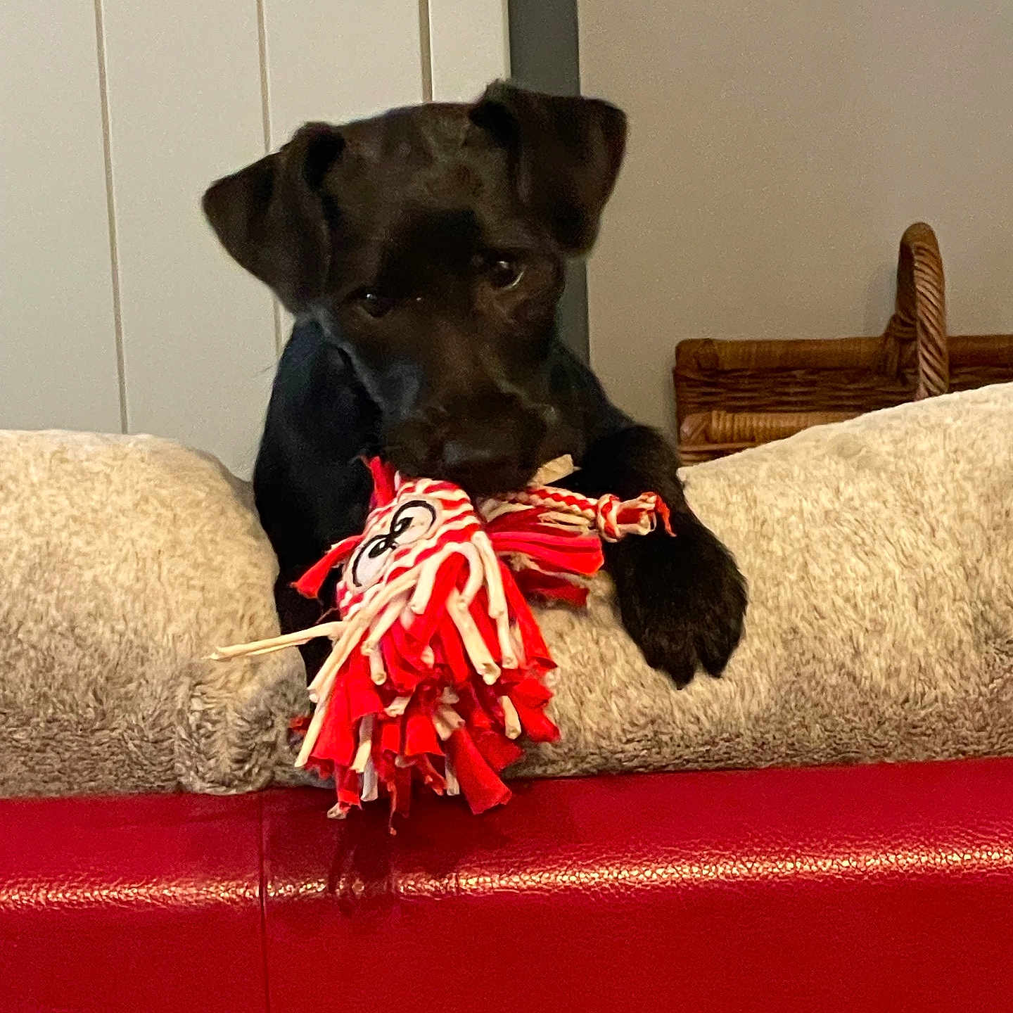 Moon participe au concours pour gagner de l'argent avec cette photo : animal, beige_cushion, black_dog, chewing, couch, cushion, cute, dog, domestic_animal, furniture, home, indoor, mammal, pet, playing, puppy, red_couch, rope_toy, toy, young_dog