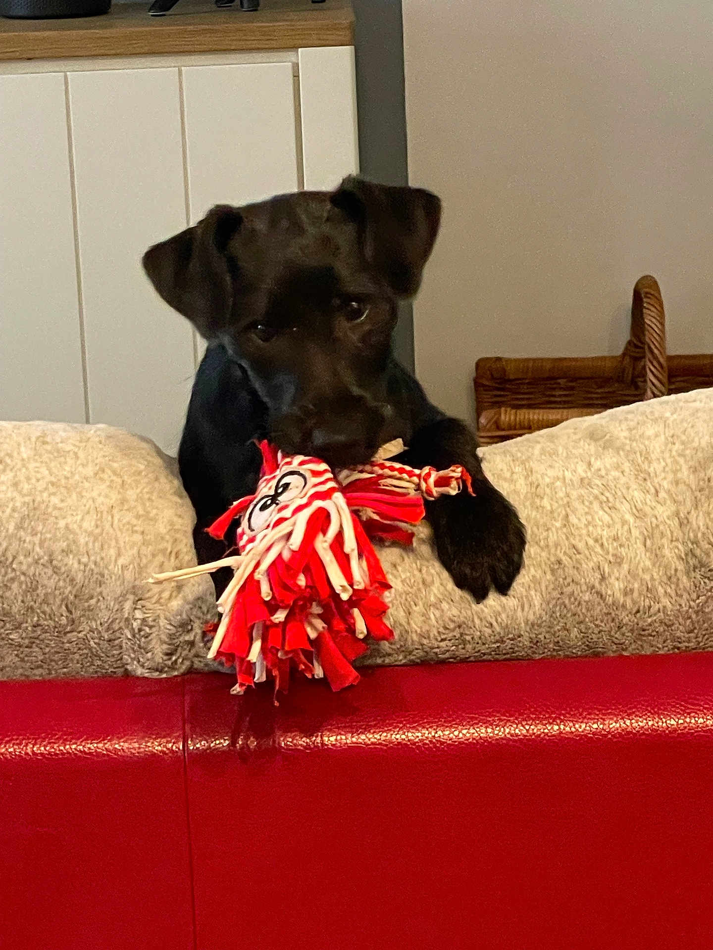 Moon participe au concours pour gagner de l'argent avec cette photo : puppy, dog, black_dog, toy, rope_toy, couch, red_couch, cushion, beige_cushion, indoor, pet, playing, chewing, cute, young_dog, furniture, home, animal, mammal, domestic_animal
