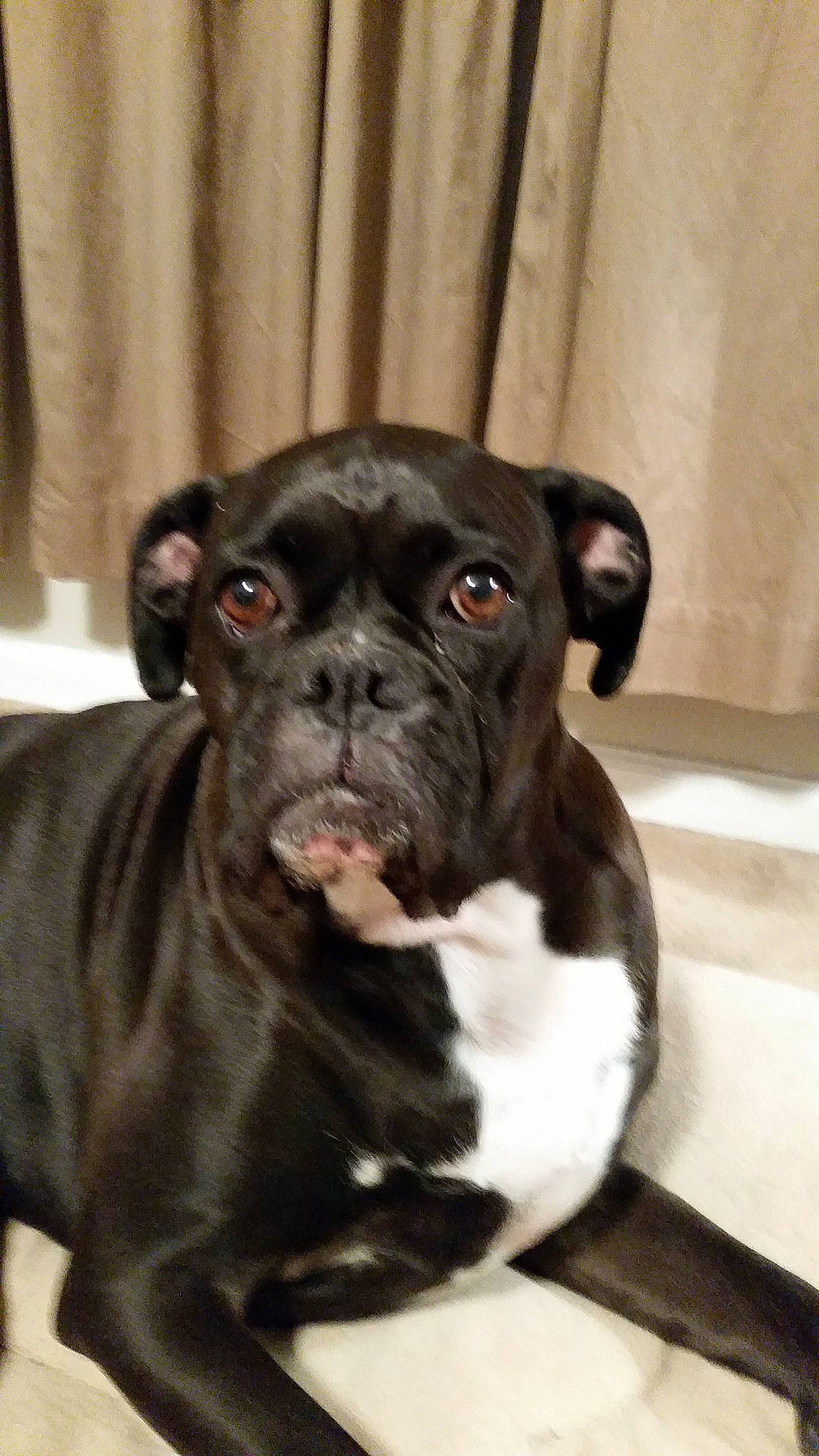 Brandy And Bella is registered to the contest to win money with this photo: bulldog, canidae, carnivore, companion_dog, dog, dog_breed, french_bulldog, mammal, molosser, non_sporting_group, old_english_bulldog, olde_english_bulldogge, puppy, rare_breed_dog, renascence_bulldogge, skin, snout, sporting_group, toy_bulldog, vertebrate