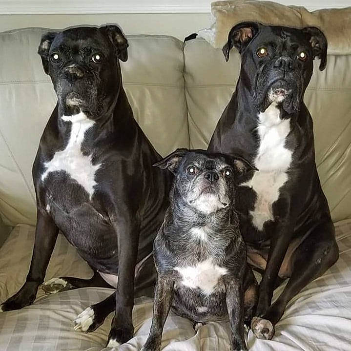 Brandy And Bella joined the competition — help win amazing prizes! alaunt, american_pit_bull_terrier, american_staffordshire_terrier, ancient_dog_breeds, bandog, cane_corso, canidae, carnivore, companion_dog, dog, dog_breed, mammal, molosser, non_sporting_group, pit_bull, rare_breed_dog, snout, sporting_group, staffordshire_bull_terrier, vertebrate