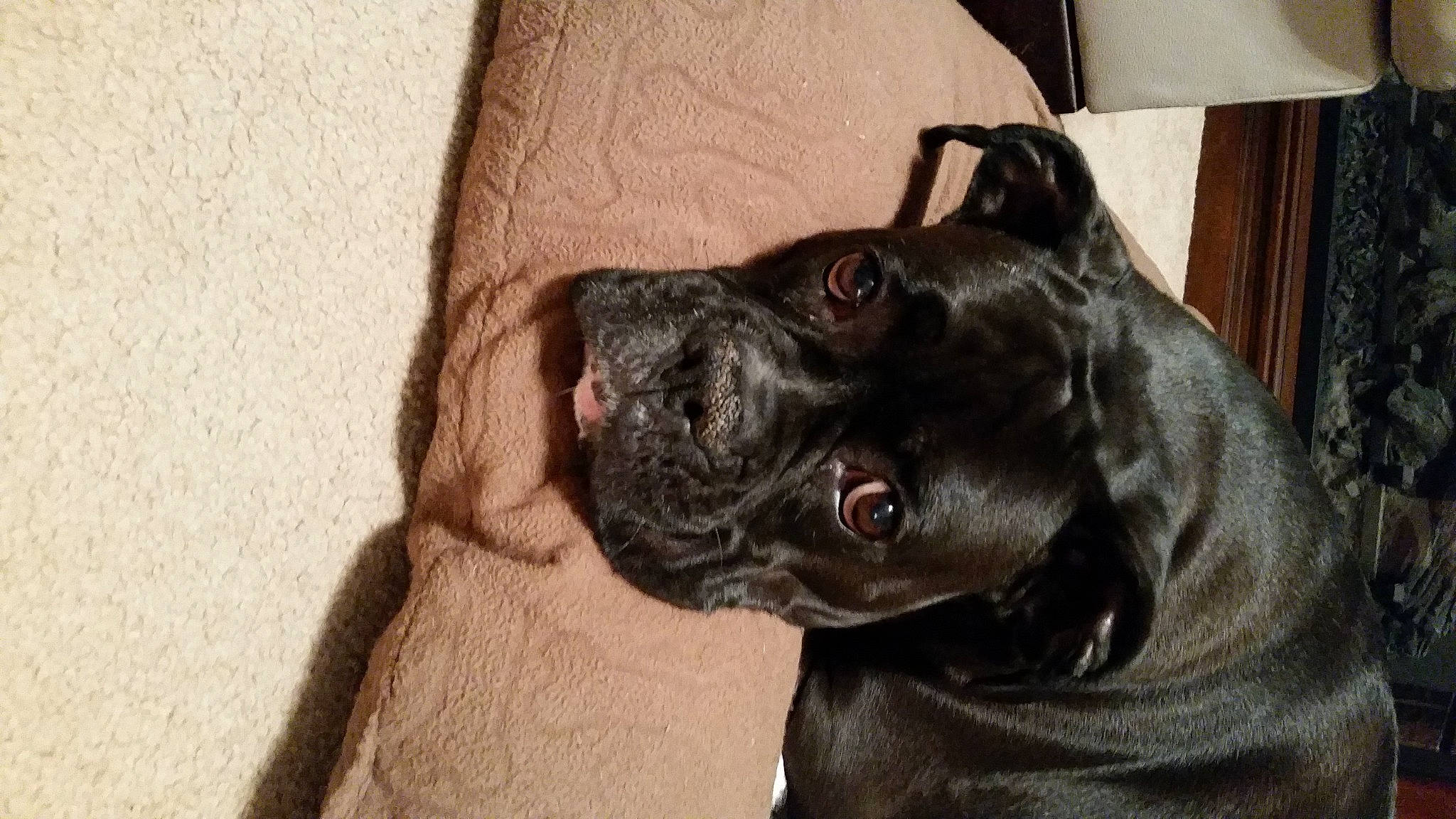 Brandy And Bella joined the competition — help win amazing prizes! canidae, carnivore, companion_dog, dog, dog_breed, fawn, french_bulldog, mammal, non_sporting_group, pug, puppy, snout, sporting_group