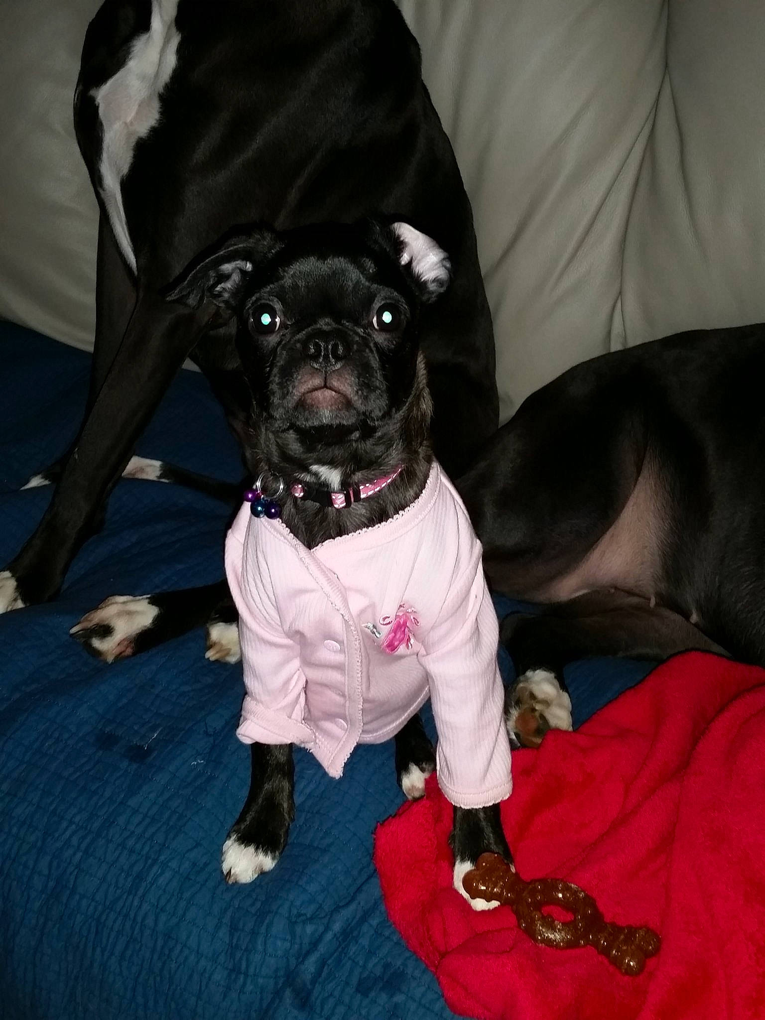 Maci is registered to the contest to win money with this photo: canidae, carnivore, companion_dog, dog, dog_breed, dog_clothes, fawn, french_bulldog, mammal, non_sporting_group, pug, puppy, snout, sporting_group, toy_dog