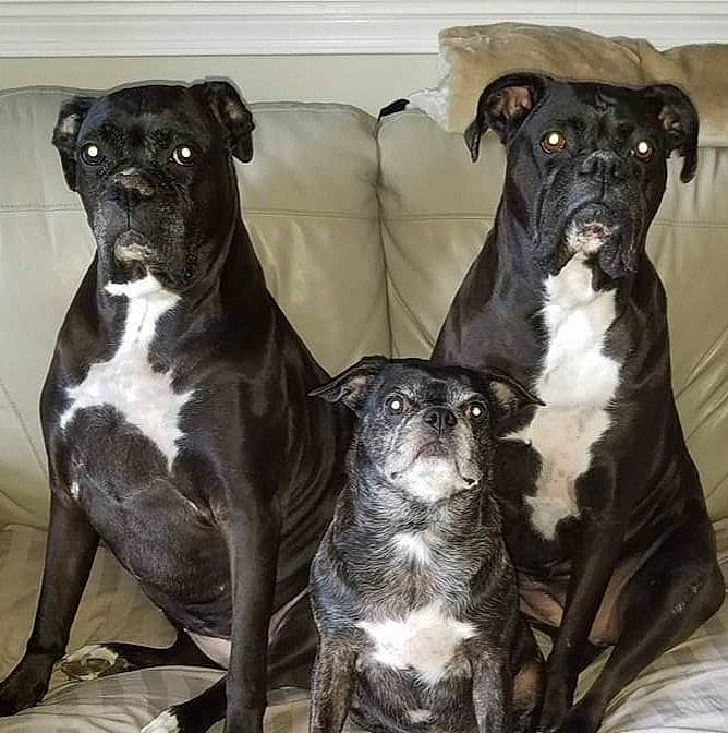 Maci joined the competition — help win amazing prizes! alaunt, american_pit_bull_terrier, american_staffordshire_terrier, ancient_dog_breeds, bandog, canidae, carnivore, companion_dog, dog, dog_breed, fawn, mammal, molosser, non_sporting_group, pit_bull, rare_breed_dog, snout, sporting_group, staffordshire_bull_terrier, vertebrate