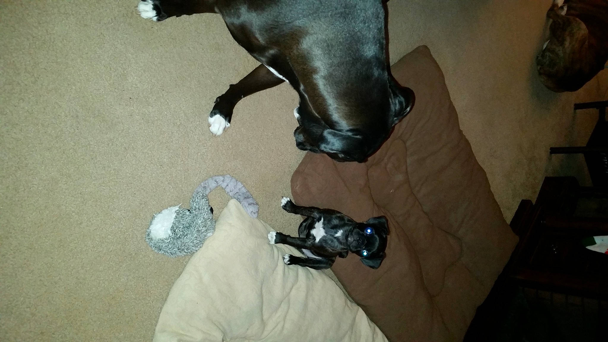 Bella joined the competition — help win amazing prizes! canidae, leg, non_sporting_group, snout