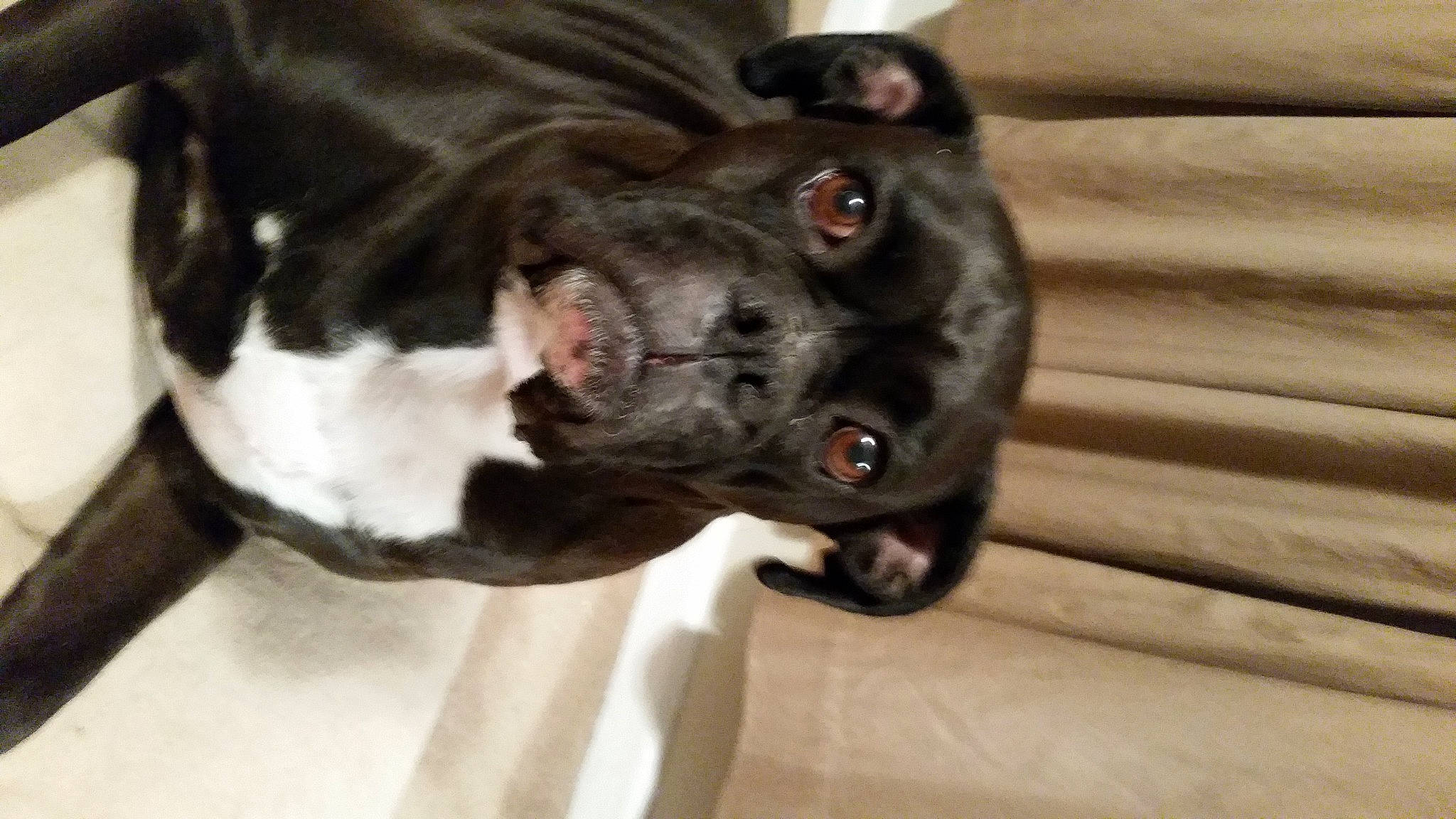 Bella joined the competition — help win amazing prizes! american_bulldog, american_pit_bull_terrier, boston_terrier, canidae, carnivore, companion_dog, dog, dog_breed, fawn, french_bulldog, mammal, non_sporting_group, olde_english_bulldogge, pit_bull, puppy, snout, sporting_group, valley_bulldog, vertebrate