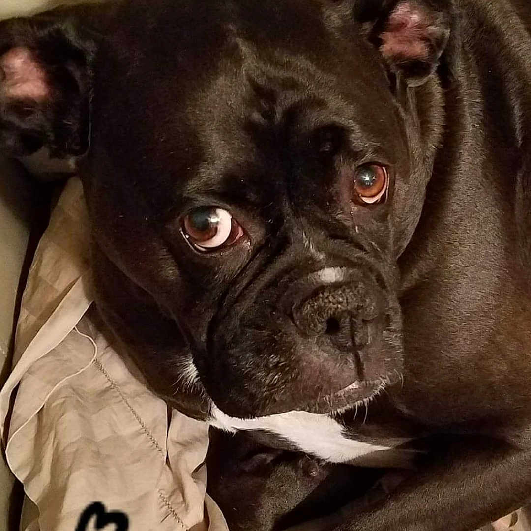 Bella