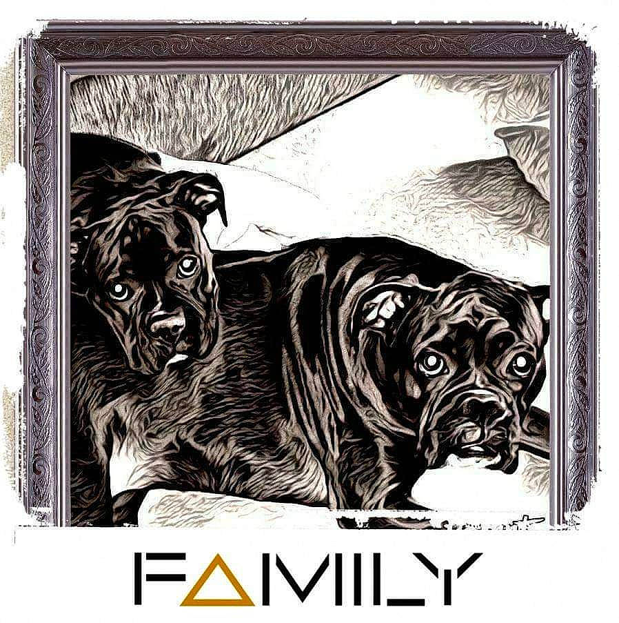 Bella joined the competition — help win amazing prizes! bulldog, bullmastiff, cane_corso, canidae, carnivore, dog, dog_breed, guard_dog, korean_mastiff, molosser, neapolitan_mastiff, non_sporting_group