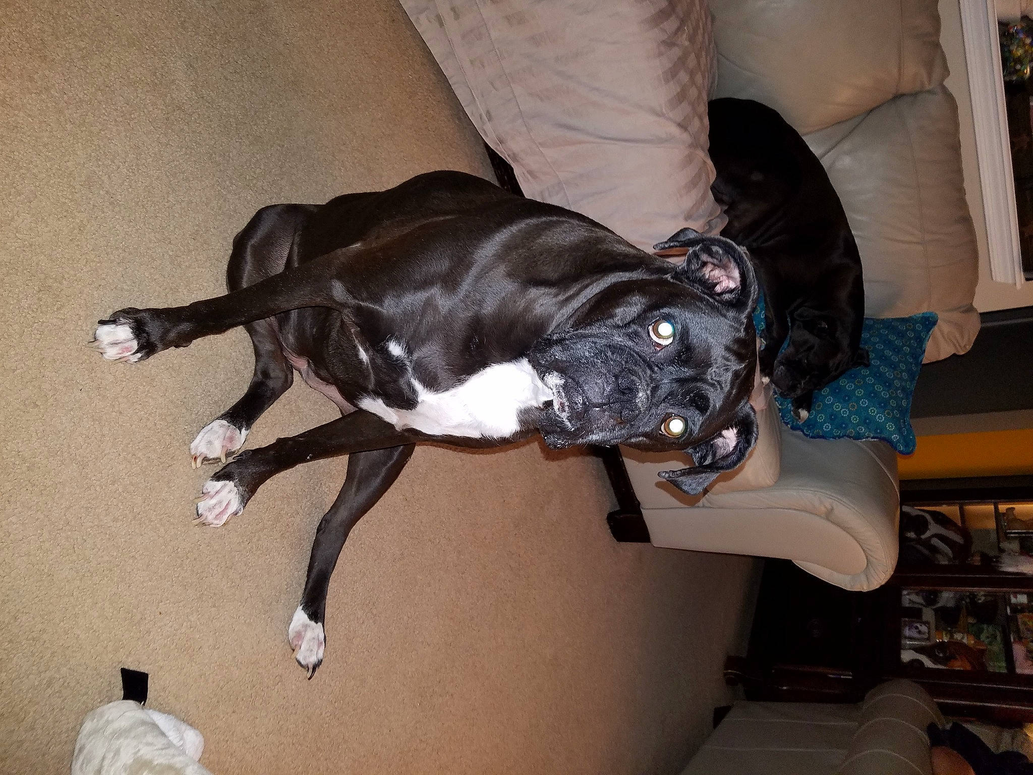 Bella is registered to the contest to win money with this photo: borador, boston_terrier, canidae, carnivore, companion_dog, dog, dog_breed, lurcher, non_sporting_group, sporting_group, tail