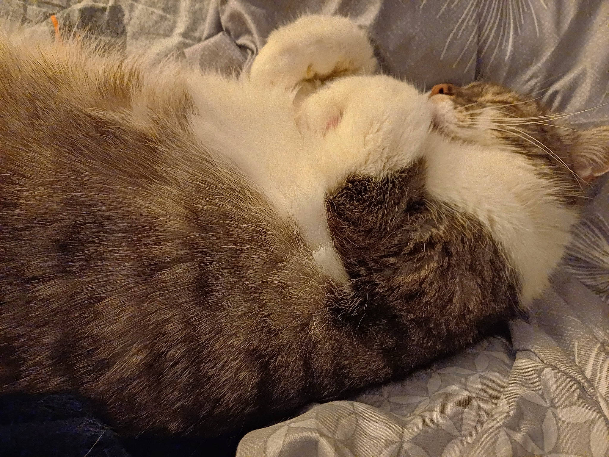 Eliotte a rejoint le concours — aidez-le/la à gagner de superbes lots ! carnivore, cat, claw, cloud, comfort, domestic_short_haired_cat, felidae, fur, grey, linens, metal, nap, paw, small_to_medium_sized_cats, snout, tail, terrestrial_animal, whiskers