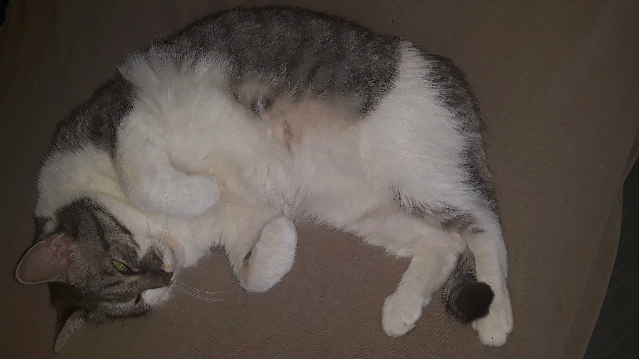 Eliotte participe au concours pour gagner de l'argent avec cette photo : carnivore, cat, claw, domestic_short_haired_cat, european_shorthair, felidae, fur, mammal, paw, polydactyl_cat, small_to_medium_sized_cats, tail, whiskers