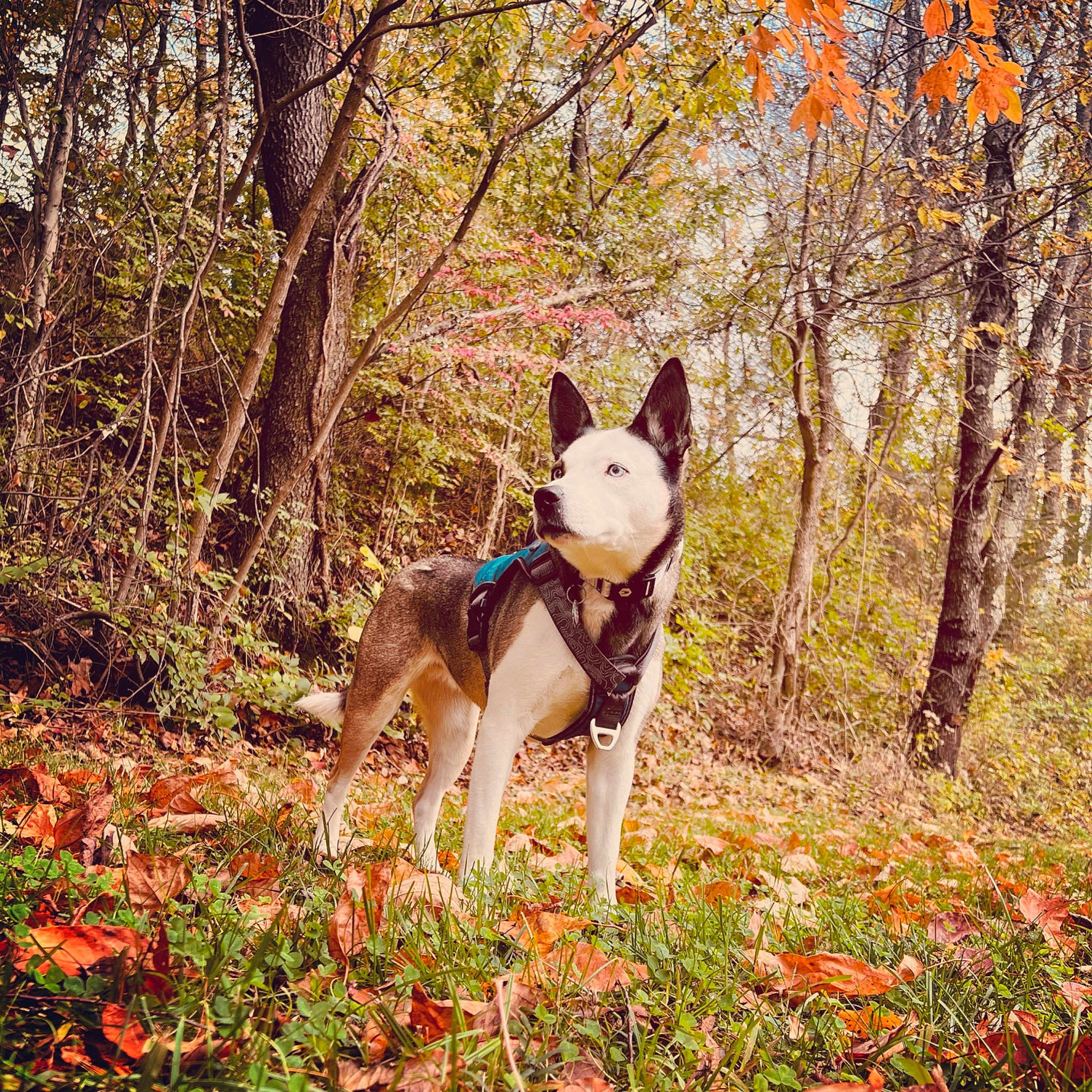 Nala