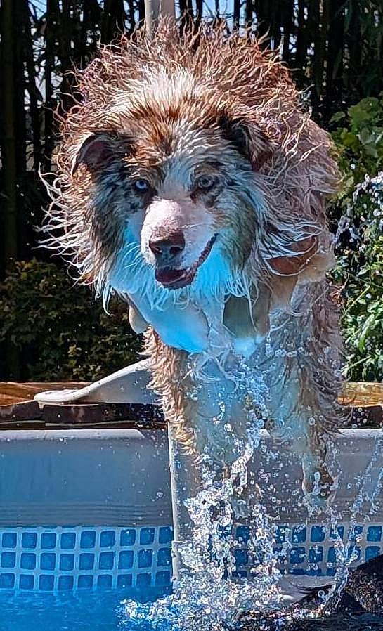 Rocket participe au concours pour gagner de l'argent avec cette photo : action_shot, animal, canine, dog, fur, happy, jumping, motion, nature, open_mouth, outdoors, photography, playful, poolside, portrait, splashing, summer, swimming_pool, water, wet_fur