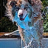 Rocket a rejoint le concours — aidez-le/la à gagner de superbes lots ! dog, wet_dog, pool, swimming_pool, jumping, splashing, water, outdoors, garden, fur, shaggy_fur, brown_and_white, open_mouth, happy, action_shot, portrait, pet, canine, summer, motion