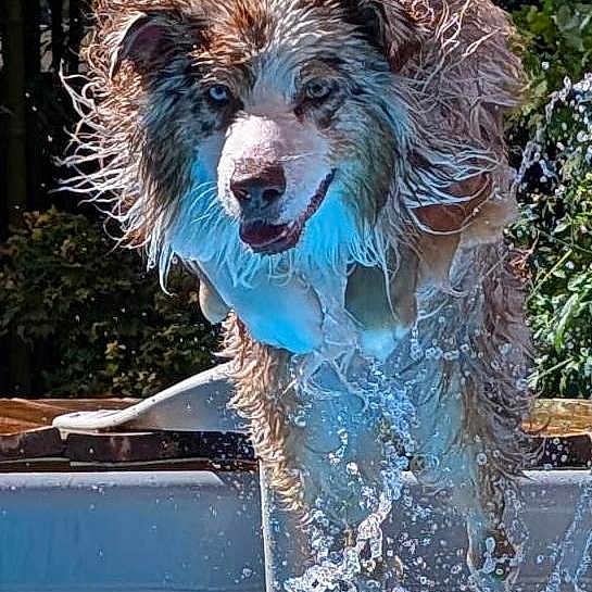 Rocket a rejoint le concours — aidez-le/la à gagner de superbes lots ! dog, wet_dog, pool, swimming_pool, jumping, splashing, water, outdoors, garden, fur, shaggy_fur, brown_and_white, open_mouth, happy, action_shot, portrait, pet, canine, summer, motion