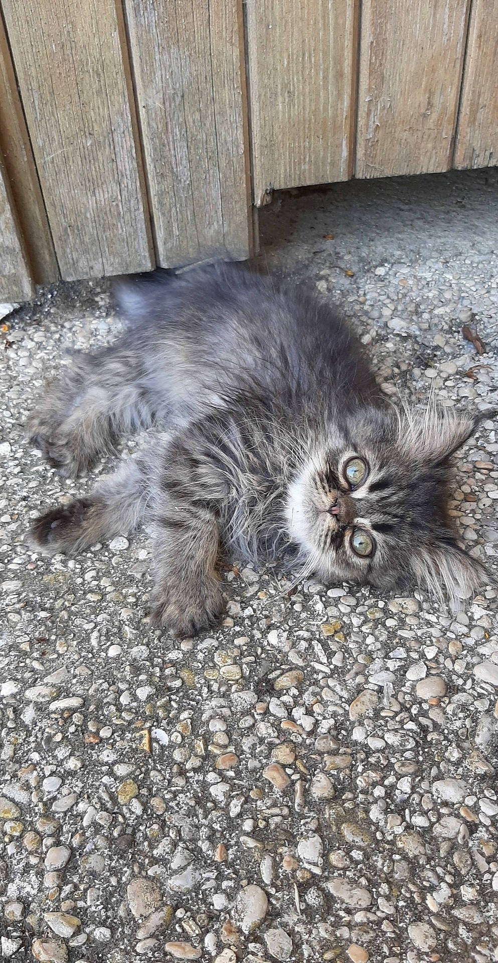 Charly a rejoint le concours — aidez-le/la à gagner de superbes lots ! british_longhair, british_semi_longhair, carnivore, cat, domestic_long_haired_cat, domestic_short_haired_cat, european_shorthair, felidae, fur, kitten, maine_coon, nebelung, norwegian_forest_cat, persian, siberian, small_to_medium_sized_cats, tabby_cat, whiskers