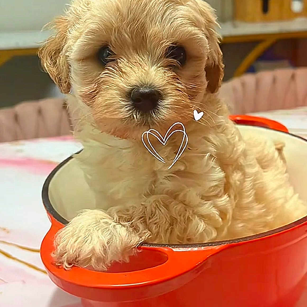 Bentley joined the competition — help win amazing prizes! puppy, dog, fluffy, small_dog, cream_fur, brown_eyes, black_nose, sitting, inside_bowl, mixing_bowl, red_bowl, kitchen, indoor, pet, cute, adorable, portrait, close_up, heart_doodle, playful