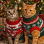 cats, cat, tabby_cat, orange_tabby, holiday_cat, christmas_tree, christmas_ornaments, sweater, christmas_sweater, festive, bokeh_lights, presents, carpet, cozy, whiskers, portrait, sitting, indoor, adorable, pet_photography