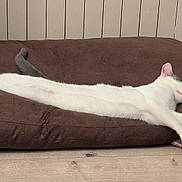 Arnold participe au concours pour gagner de l'argent avec cette photo : animal, brown_cushion, cat, cozy, cute, domestic_cat, feline, floor, gray_fur, indoor, long_body, paw_pads, pet, radiator, relaxed, resting, sleeping, stretched_out, white_fur, wooden_floor