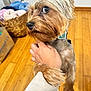 Tico joined the competition — help win amazing prizes! dog, pet, hand, wooden_floor, basket, blanket, fur, collar, indoor, animal, cute, small_dog, yorkshire_terrier, looking, holding, person, closeup, home, flooring, curious