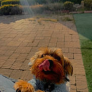 Tico is registered to the contest to win money with this photo: dog, small_dog, pet, outdoor, sunlight, paved_ground, greenery, blue_sweater, tongue_out, paw, cute, animal, canine, fur, close_up, daylight, nature, playing, happy, companion