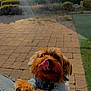 dog, small_dog, pet, outdoor, sunlight, paved_ground, greenery, blue_sweater, tongue_out, paw, cute, animal, canine, fur, close_up, daylight, nature, playing, happy, companion