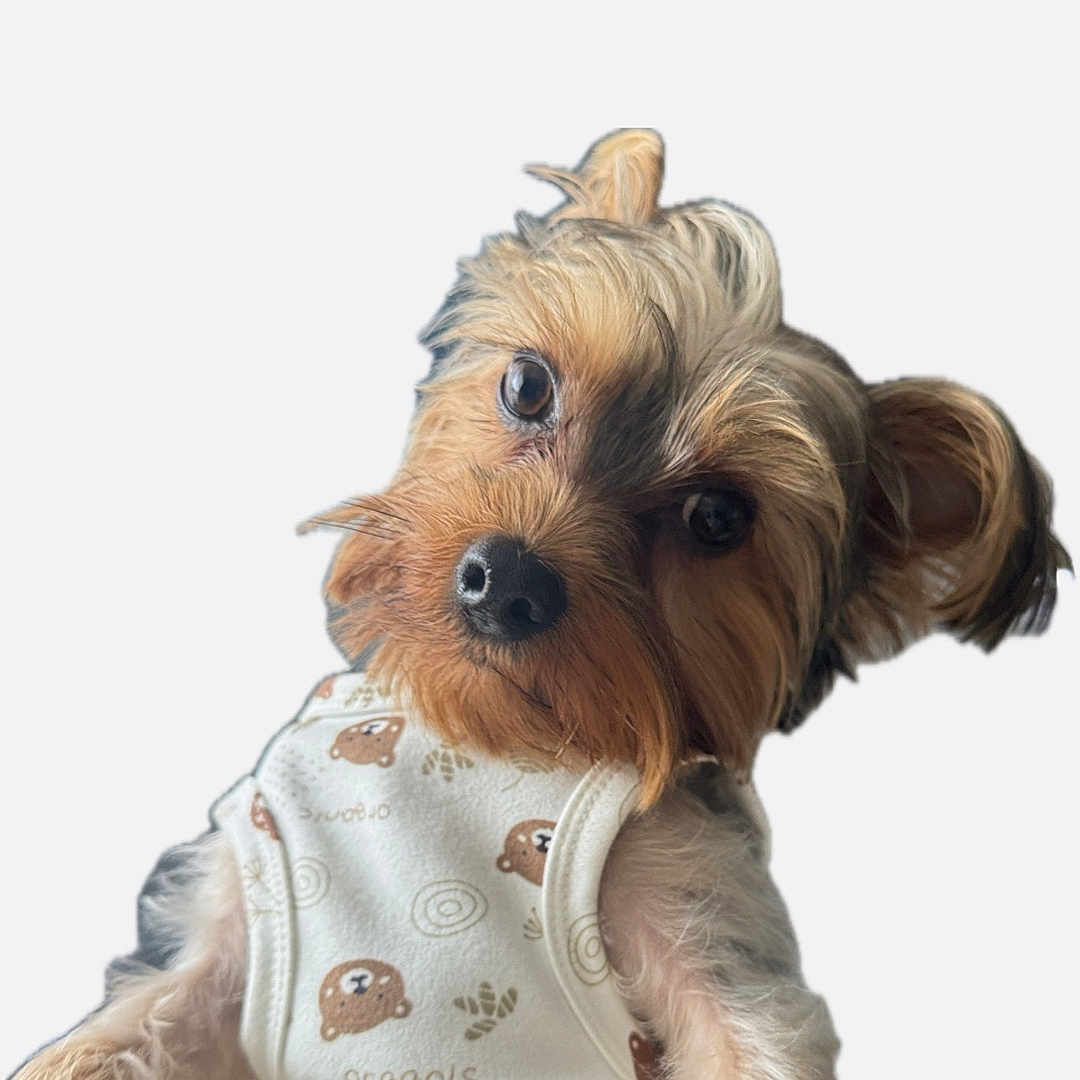 Tico joined the competition — help win amazing prizes! adorable, animal, bear_prints, clothing, cute, dog, ears, eyes, face, friendly, fur, isolated, looking, nose, pet, portrait, shirt, small_dog, studio, white_shirt