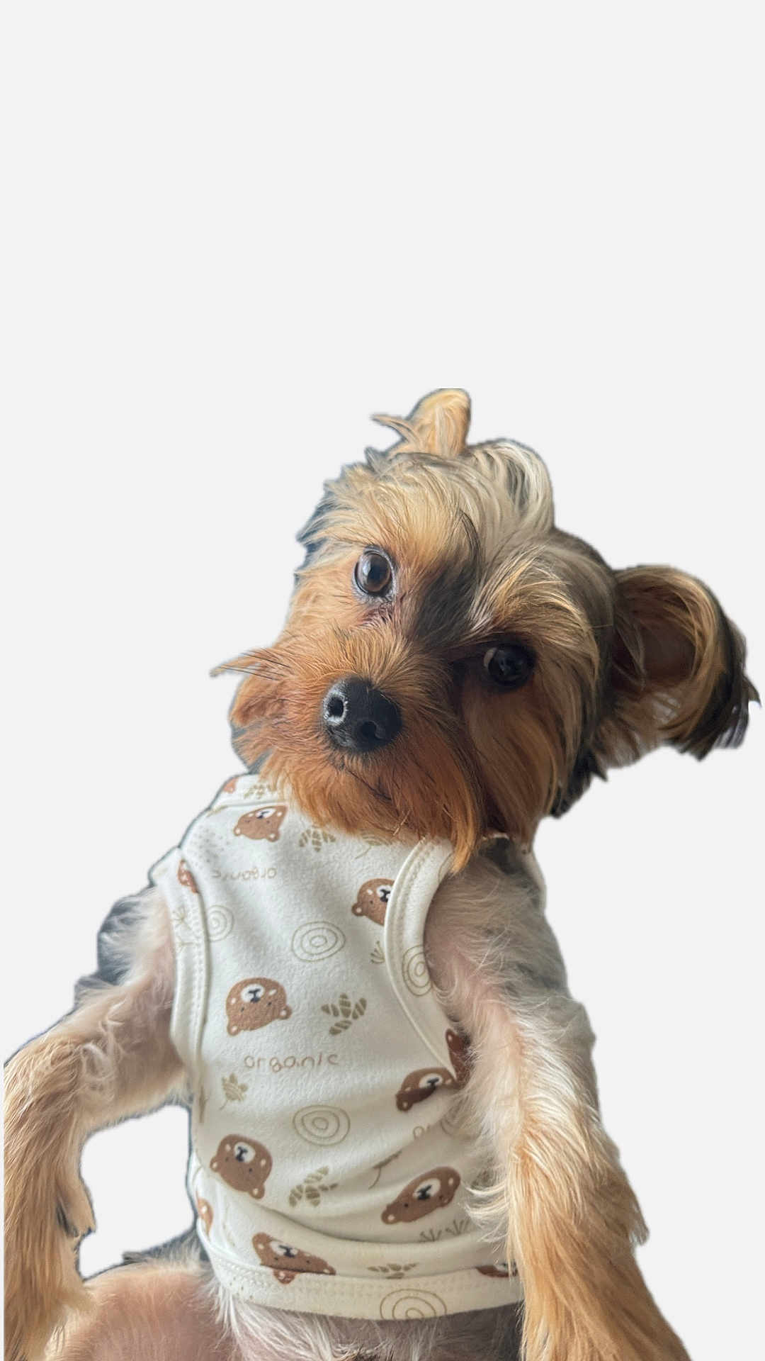 Tico joined the competition — help win amazing prizes! dog, pet, small_dog, cute, clothing, shirt, white_shirt, bear_prints, fur, ears, face, eyes, nose, portrait, isolated, studio, animal, friendly, looking, adorable