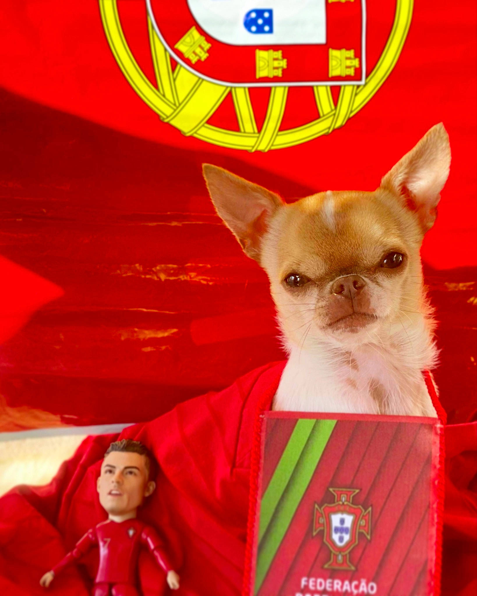 Django a rejoint le concours — aidez-le/la à gagner de superbes lots ! advertising, carnivore, cat, dog_supply, event, fawn, felidae, font, jacket, organism, pet_supply, photo_caption, publication, red, small_to_medium_sized_cats, snapshot, snout, terrestrial_animal, whiskers, yellow