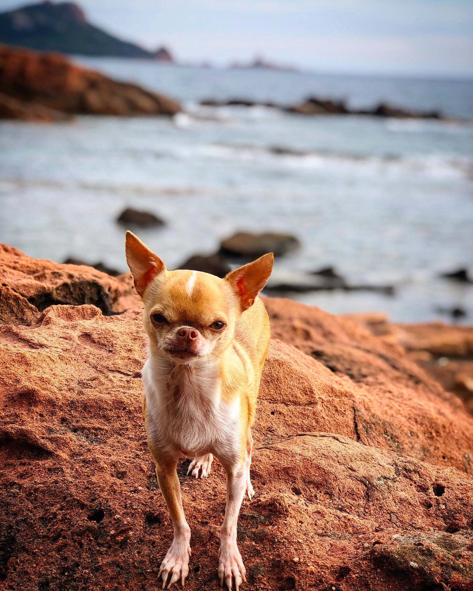 Django a rejoint le concours — aidez-le/la à gagner de superbes lots ! beach, carnivore, companion_dog, dog, dog_breed, fawn, horizon, landscape, morning, natural_landscape, ocean, sand, shore, sky, snout, tail, terrestrial_animal, water, wildlife, wood
