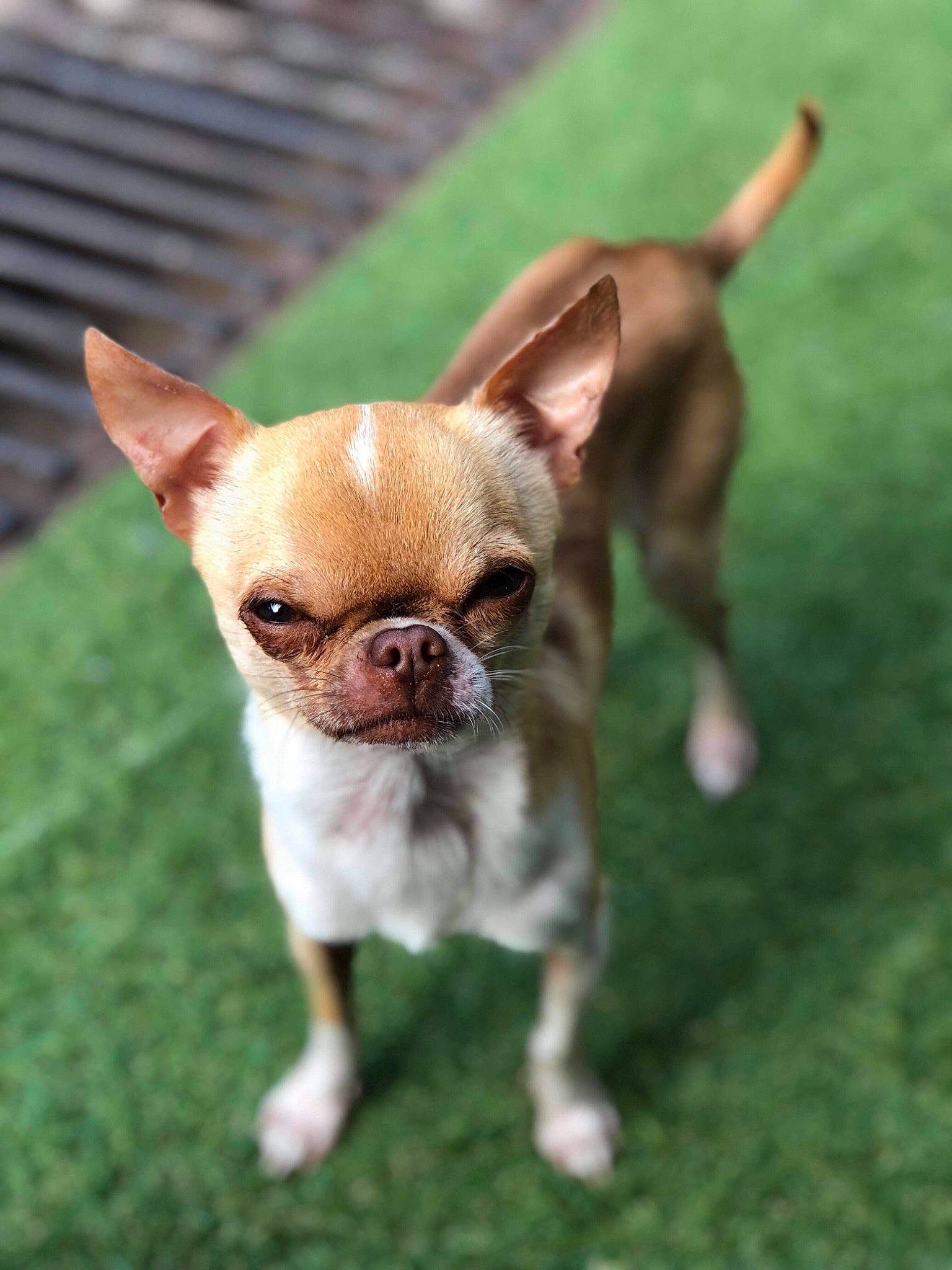 Django participe au concours pour gagner de l'argent avec cette photo : canidae, carnivore, chihuahua, companion_dog, corgi_chihuahua, dog, dog_breed, dog_supply, fawn, fur, grass, mammal, non_sporting_group, snout, sporting_group, terrestrial_animal, toy_dog, vertebrate, whiskers, working_animal