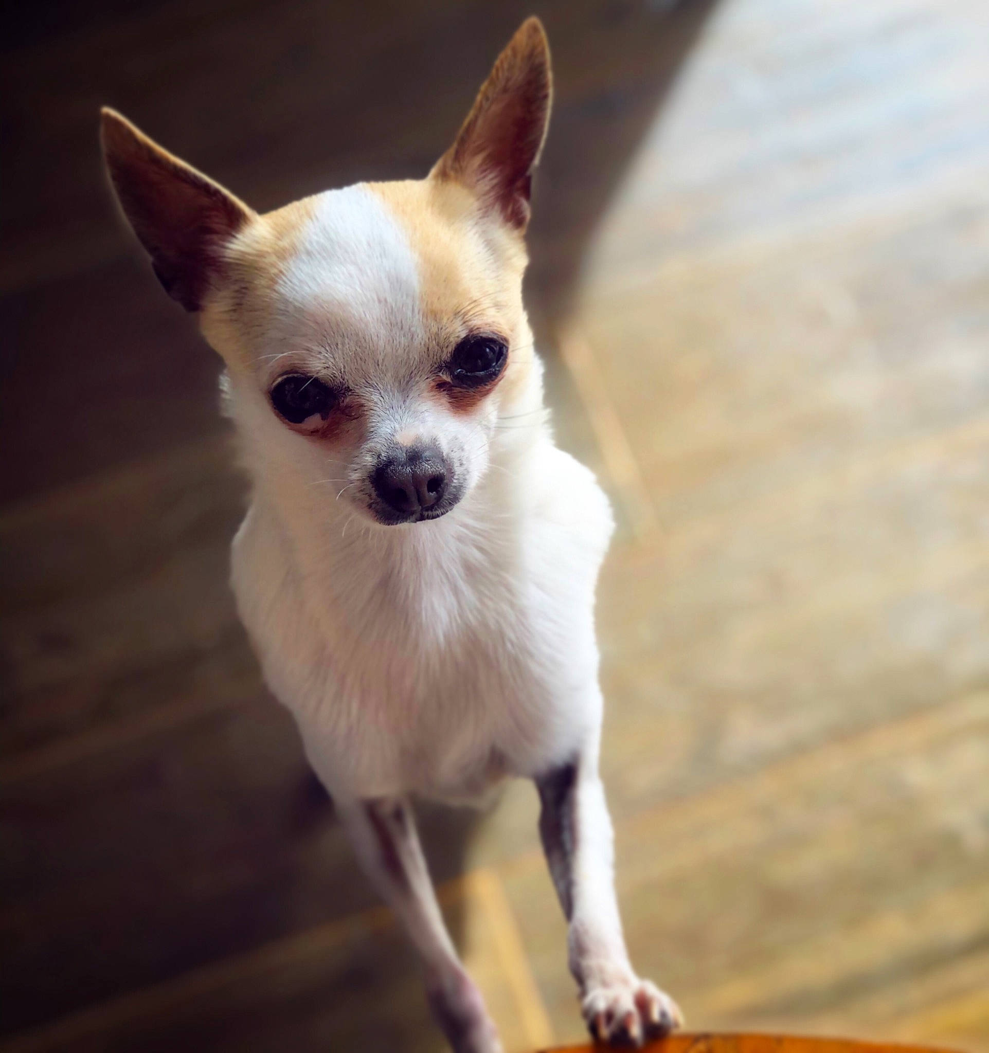 Louna a rejoint le concours — aidez-le/la à gagner de superbes lots ! carnivore, companion_dog, corgi_chihuahua, dog, dog_breed, ear, eye, fawn, felidae, fur, hardwood, head, human_body, paw, snout, tail, terrestrial_animal, toy_dog, whiskers, wood