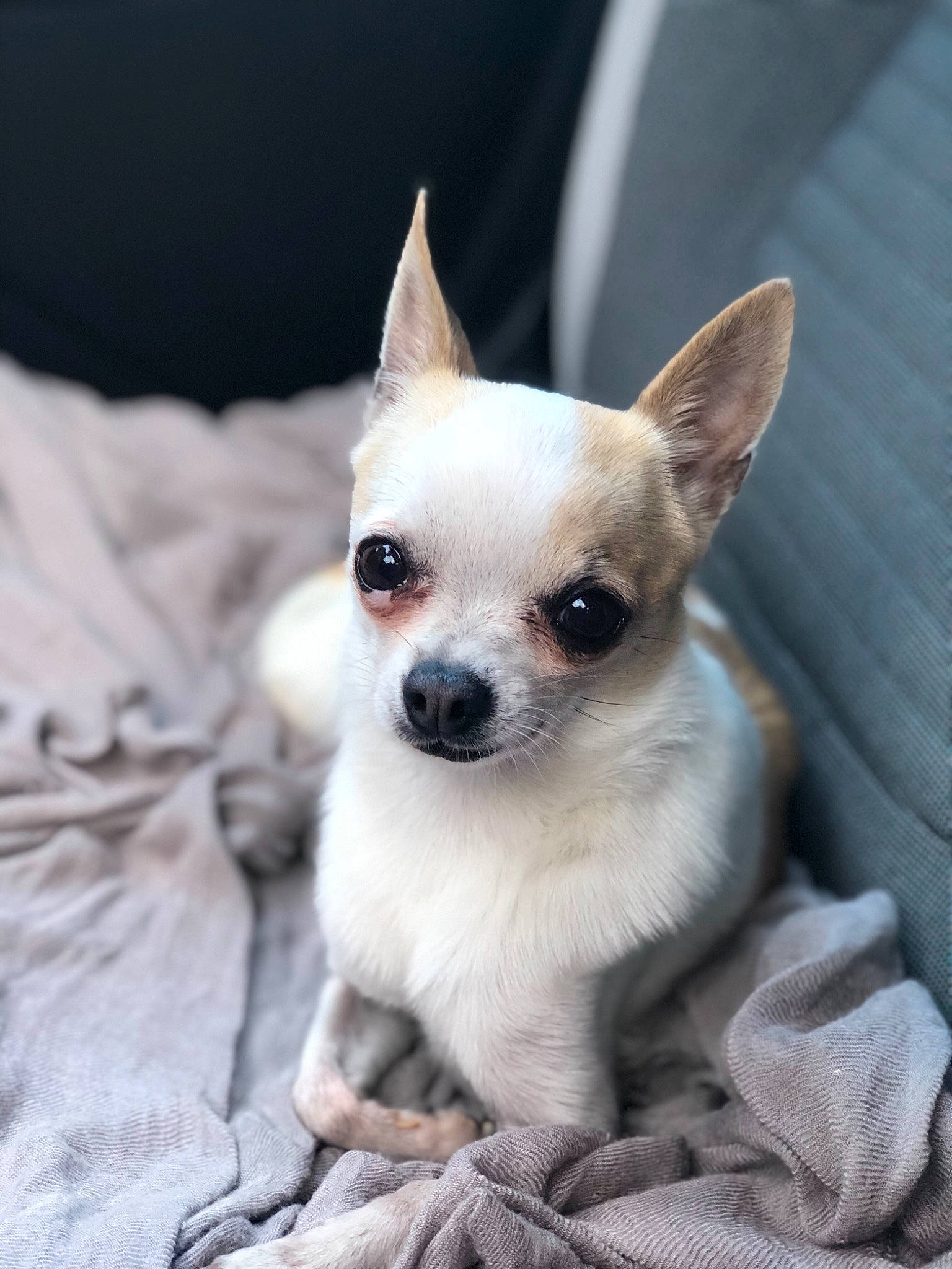 Louna a rejoint le concours — aidez-le/la à gagner de superbes lots ! canidae, carnivore, companion_dog, corgi_chihuahua, dog, dog_breed, ear, eye, fawn, fur, non_sporting_group, small_terrier, snout, terrestrial_animal, toy_dog, whiskers, working_animal