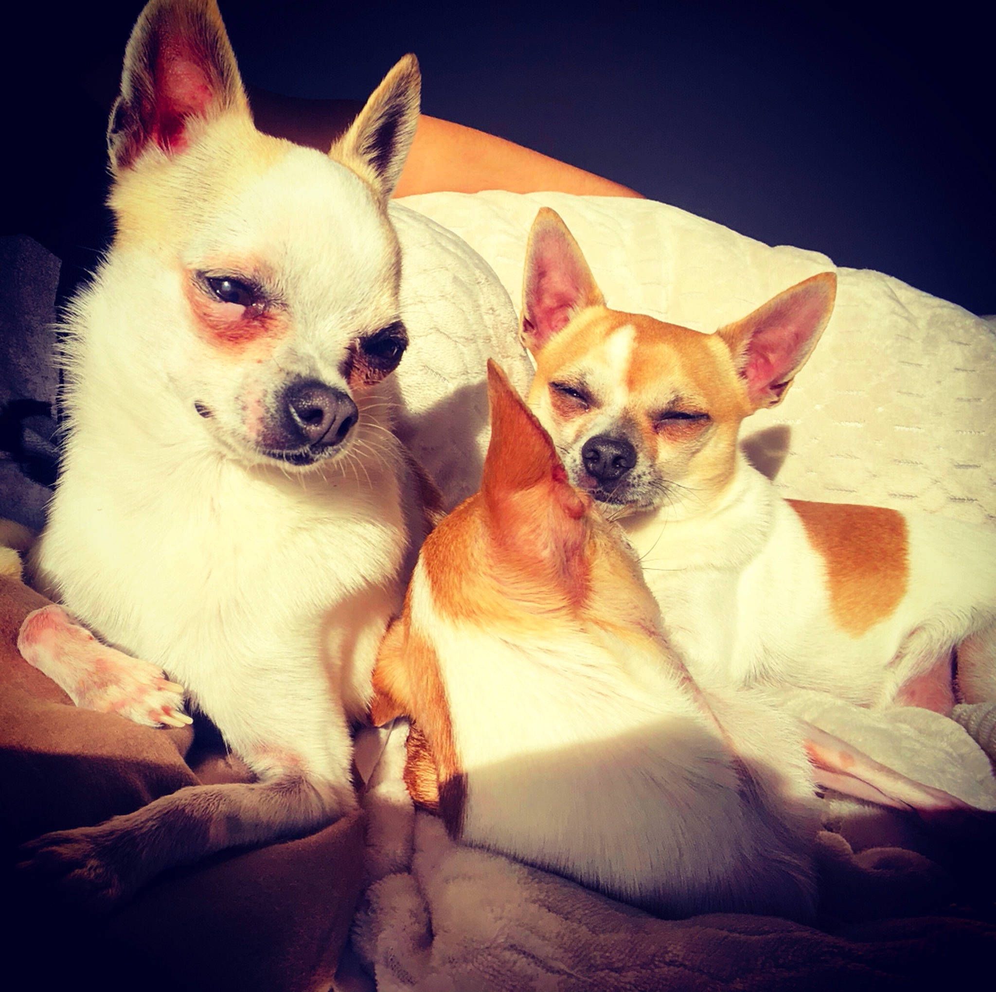 Louna a rejoint le concours — aidez-le/la à gagner de superbes lots ! canidae, carmine, carnivore, chihuahua, cloud, comfort, companion_dog, dog, dog_breed, ear, fawn, fur, mammal, sitting, snout, sporting_group, tints_and_shades, toy_dog, vertebrate, whiskers