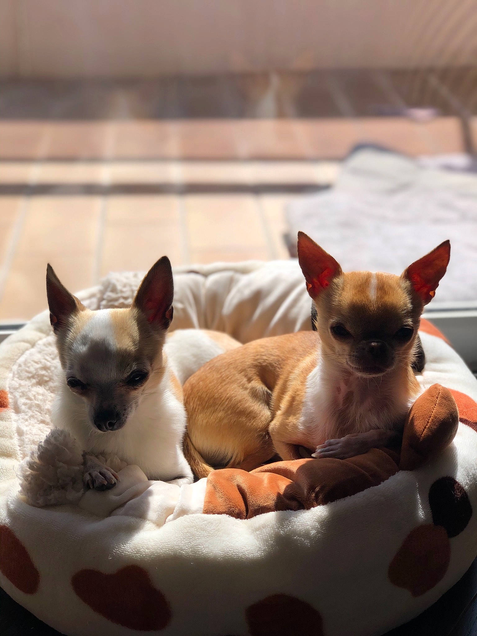 Louna a rejoint le concours — aidez-le/la à gagner de superbes lots ! canidae, carnivore, cat, cat_supply, chihuahua, comfort, companion_dog, dog, dog_breed, dog_supply, fawn, felidae, pet_supply, siamese, snout, tail, toy_dog, vertebrate, whiskers, working_animal