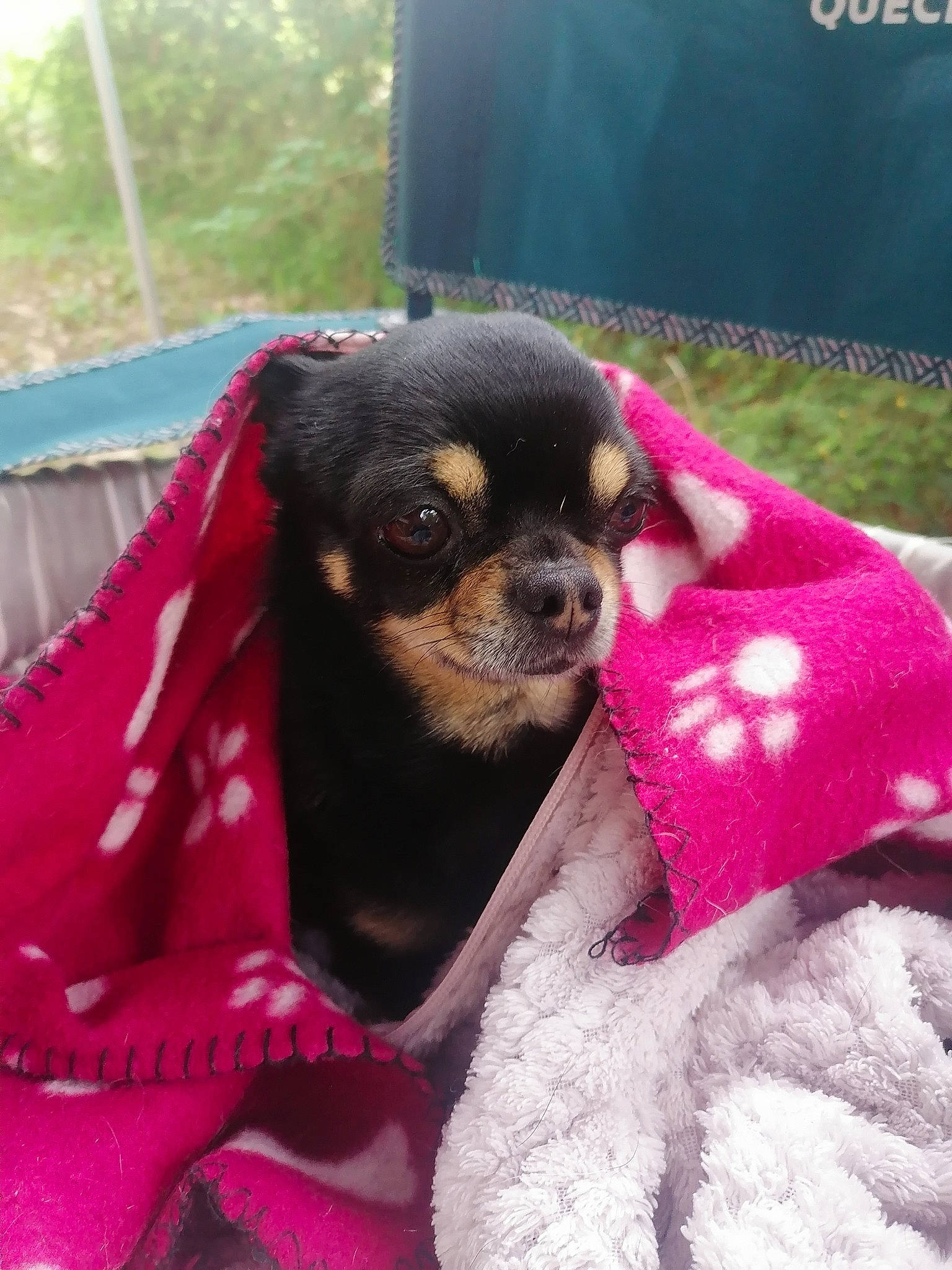 Pongo participe au concours pour gagner de l'argent avec cette photo : canidae, carnivore, companion_dog, corgi_chihuahua, dog, dog_breed, dog_supply, fawn, fur, grass, liver, magenta, pattern, pink, plant, snout, sporting_group, terrestrial_animal, toy_dog