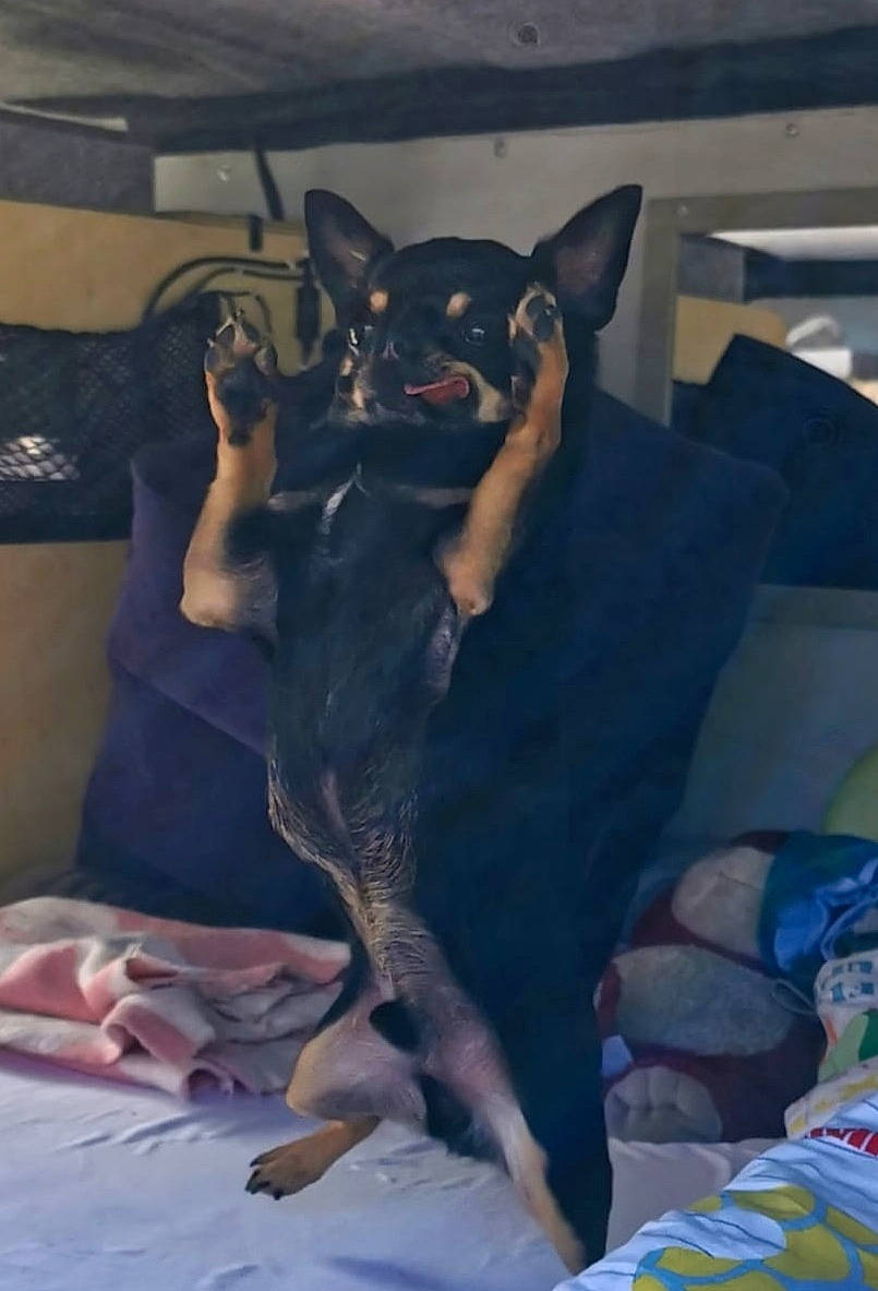 Pongo participe au concours pour gagner de l'argent avec cette photo : canidae, carnivore, comfort, companion_dog, dog, dog_breed, ear, fawn, fur, guard_dog, linens, non_sporting_group, prazsky_krysarik, room, snout, sporting_group, toy_dog, whiskers, working_animal, working_dog