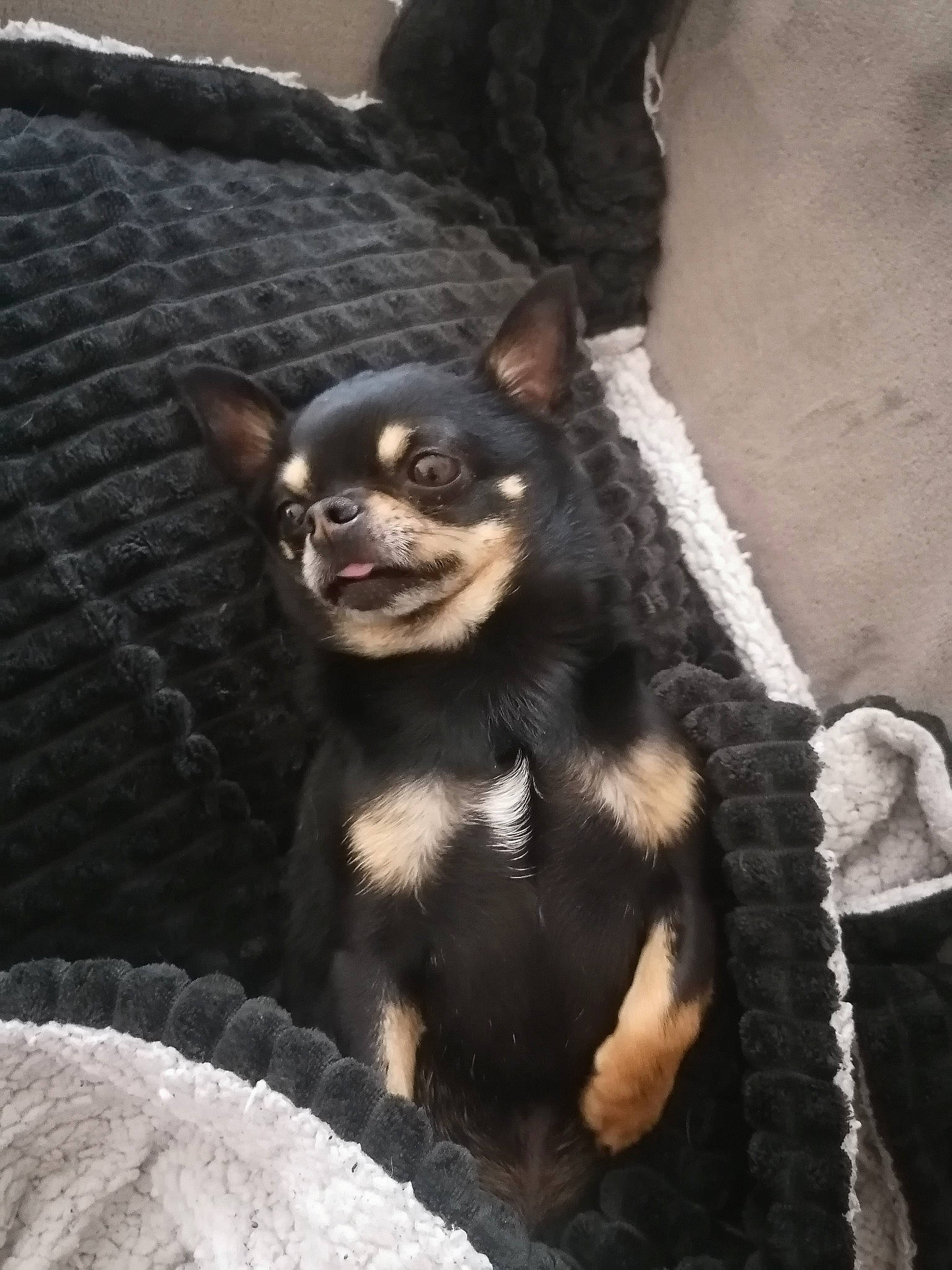 Pongo participe au concours pour gagner de l'argent avec cette photo : canidae, carnivore, chihuahua, claw, companion_dog, corgi_chihuahua, dog, dog_breed, fawn, fur, paw, sitting, snout, sporting_group, terrestrial_animal, toy_dog, whiskers, wood, working_animal, working_dog