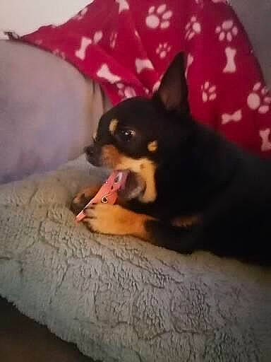 Pongo participe au concours pour gagner de l'argent avec cette photo : bed, canidae, carnivore, comfort, companion_dog, dog, dog_breed, fawn, felidae, foot, fur, linens, paw, pillow, small_to_medium_sized_cats, snout, sporting_group, toy_dog, whiskers, working_animal