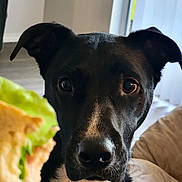 Musket joined the competition — help win amazing prizes! dog, black_dog, white_fur, pet, indoor, food, sandwich, lettuce, close_up, curious, animal, canine, face, ears, snout, eyes, furniture, couch, floor, natural_light