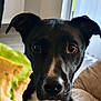 dog, black_dog, white_fur, pet, indoor, food, sandwich, lettuce, close_up, curious, animal, canine, face, ears, snout, eyes, furniture, couch, floor, natural_light