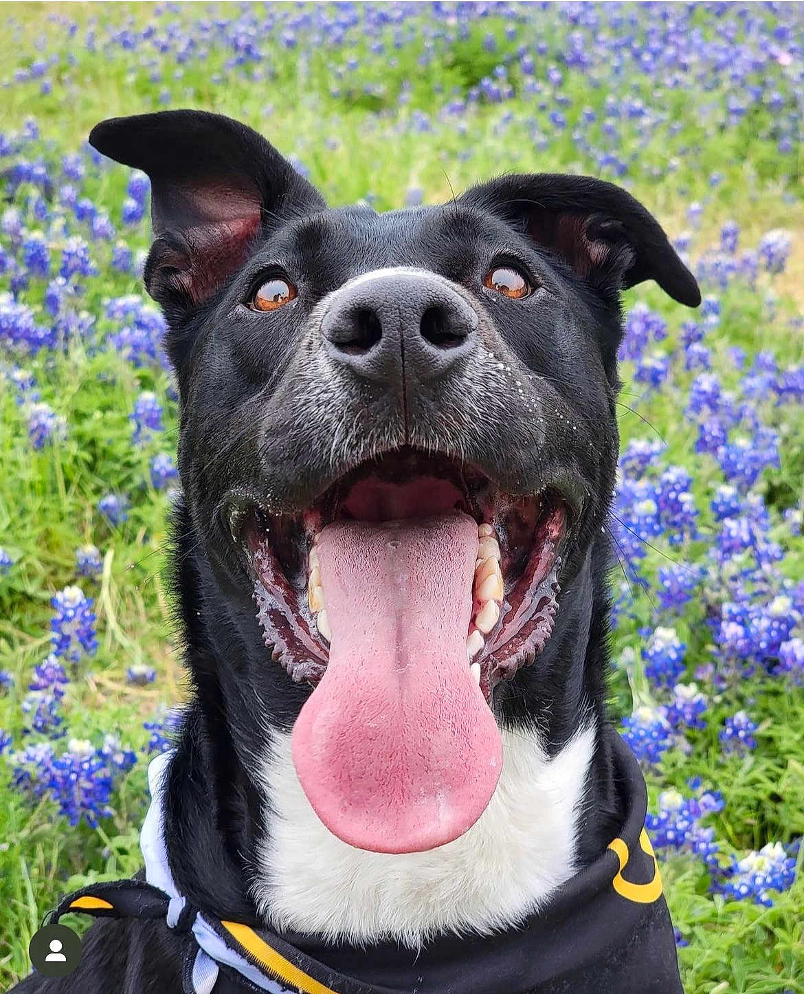 Musket is registered to the contest to win money with this photo: dog, black_dog, white_fur, tongue_out, happy, close_up, outdoor, flowers, purple_flowers, greenery, nature, pet, canine, smiling, playful, spring, scarf, portrait, animal, grass
