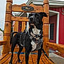 Musket joined the competition — help win amazing prizes! dog, black_dog, white_paws, harness, leash, wooden_chair, outdoor, building, sidewalk, red_wall, window, sky, daytime, pet, canine, alert, standing, collar, fur, muzzle