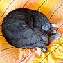 Gaufrette participe au concours pour gagner de l'argent avec cette photo :
