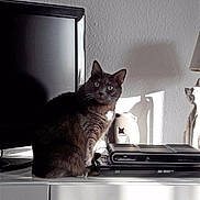 Gaufrette participe au concours pour gagner de l'argent avec cette photo : black_cat, carnivoran, cat, cat_like_mammal, domestic_short_haired_cat, furniture, kitten, small_to_medium_sized_cats, technology, whiskers
