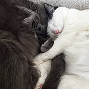 Guimauveetgaufrette participe au concours pour gagner de l'argent avec cette photo : aegean_cat, cat, cat_like_mammal, fur, kitten, norwegian_forest_cat, paw, small_to_medium_sized_cats, snout, turkish_angora, whiskers